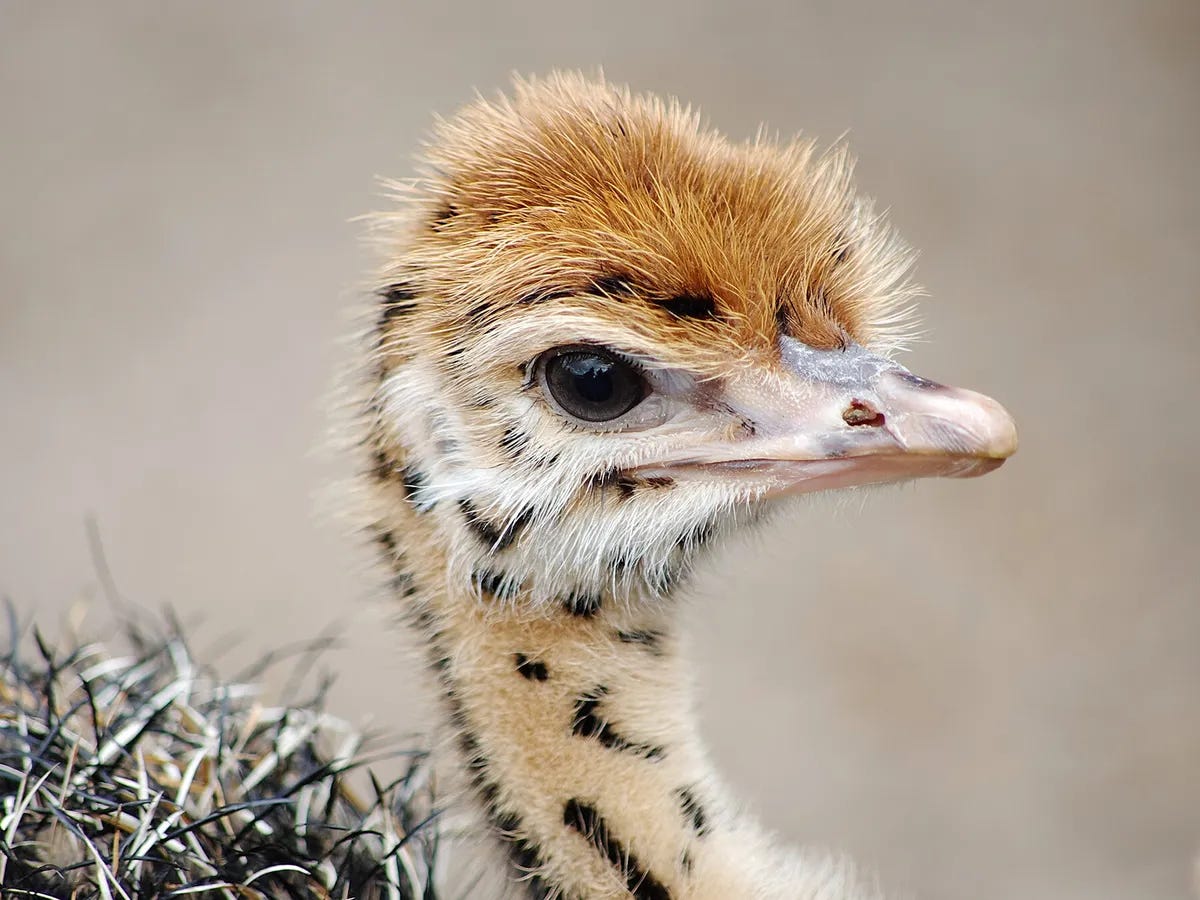 Baby Ostriches: All You Need to Know (with Pictures) | Birdfact
