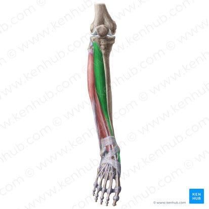 Tibialis anterior: Origin, insertion, innervation, action | Kenhub