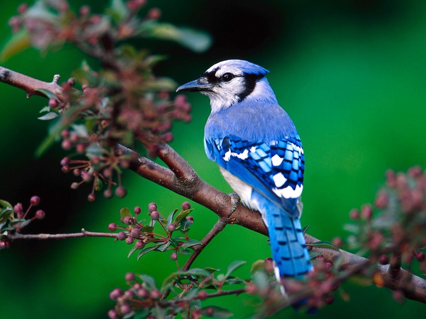 Download "Birds" wallpapers for mobile phone, free "Birds" HD pictures