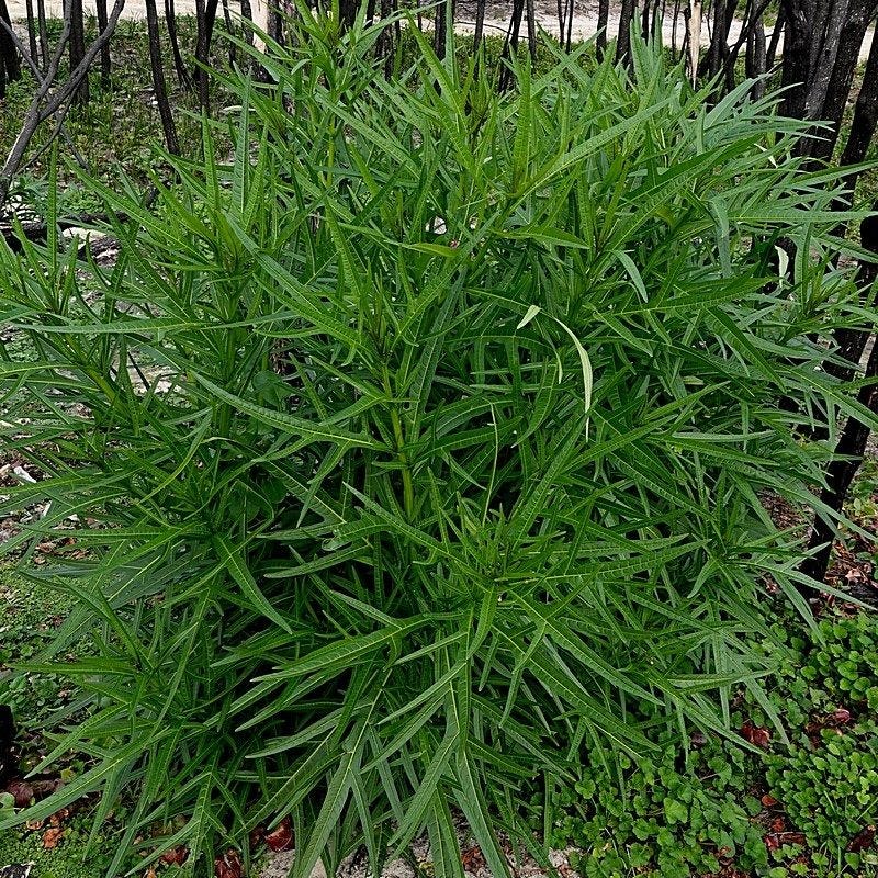 Solanum vescum [plant - ATLAS - M. Campbell, 2020].jpeg