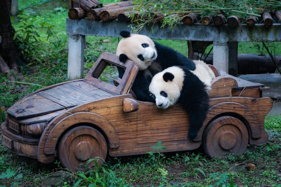 Two pandas play in a wooden car in their zoo enclosure.