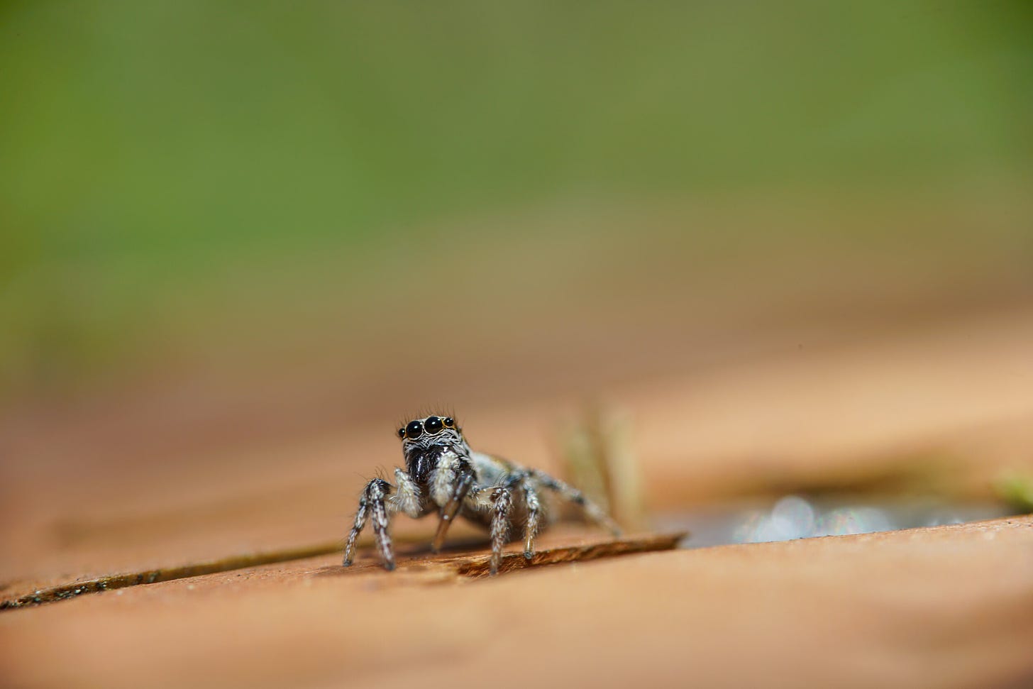 A Zebra Jumping Spider, Salticus scenicus