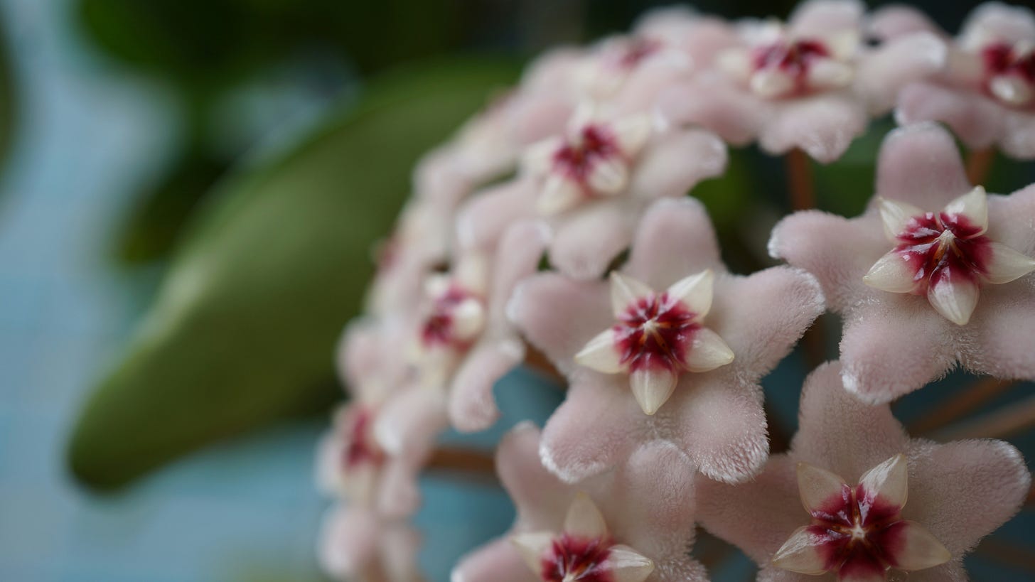 White and pink hoya flowers