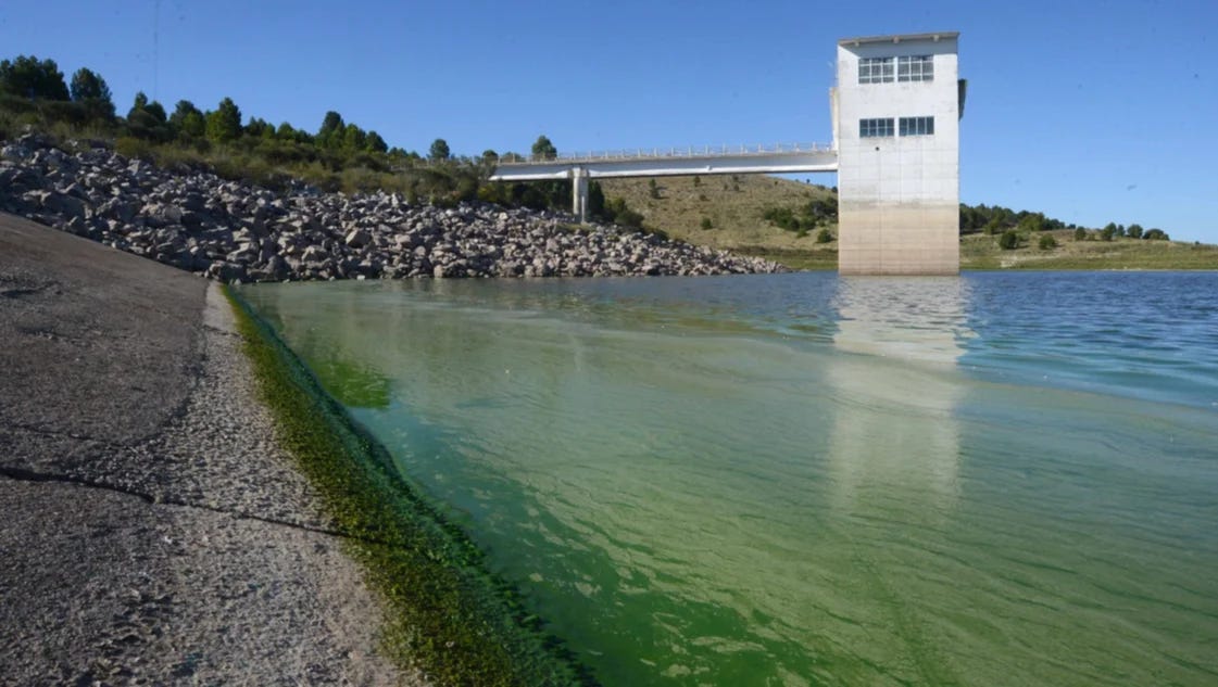 Problema latente por las algas: así están las aguas del dique Paso de las Piedras