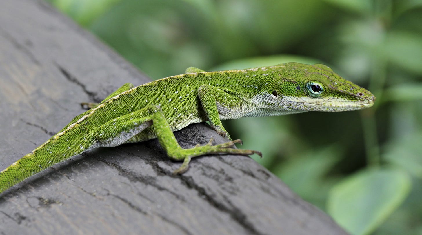 A green lizard restes on a piece of wood.