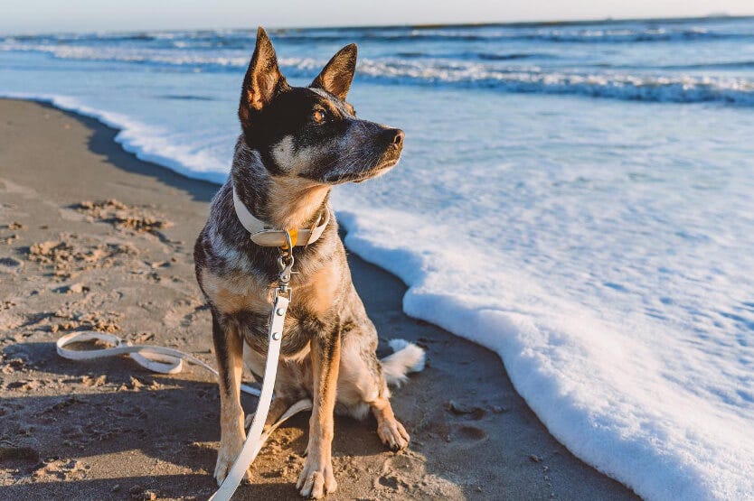 Scout the Australian cattle dog posing on Florida's space coast at dog-friendly Cocoa Beach