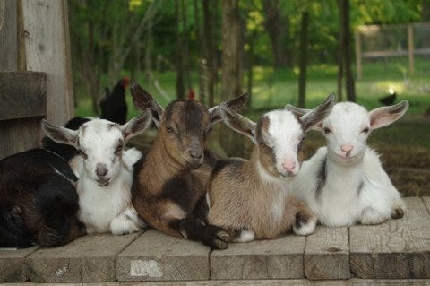 5 baby goats