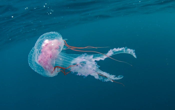 Jellyfish, Port Eilzabeth, South Africa.