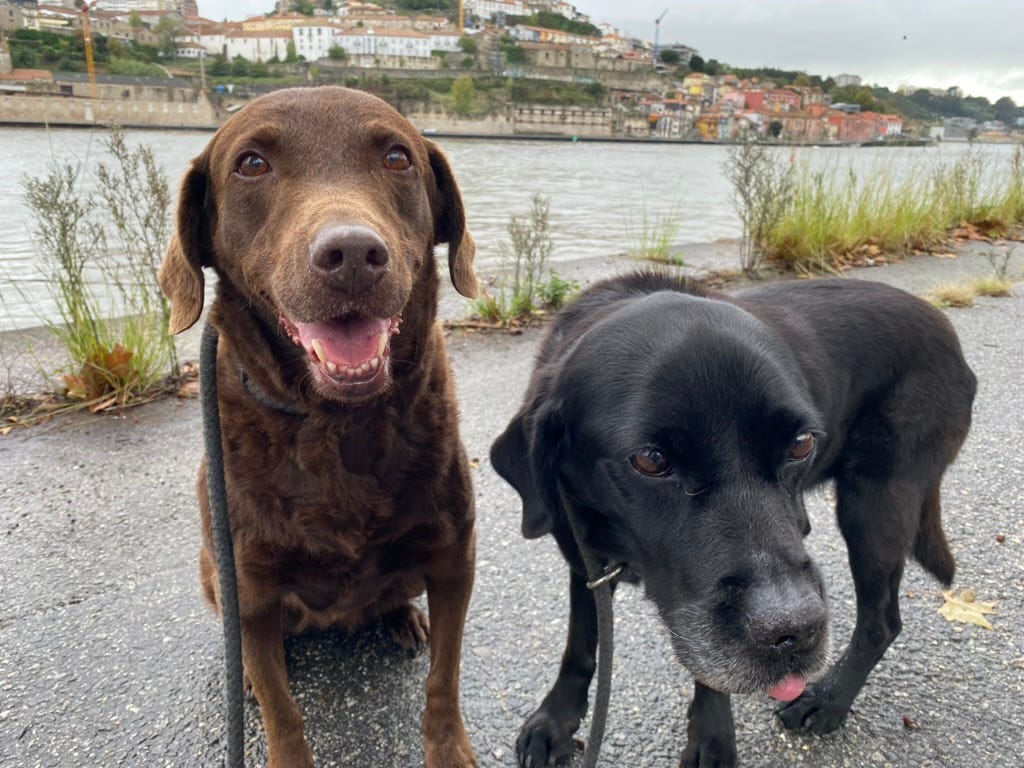 Two labrador hounds next to a river in Porto