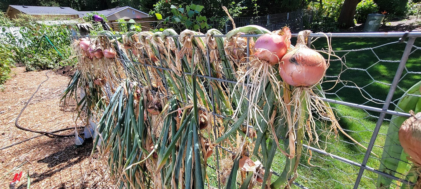 Bulb onions drying on a fence in a summer garden