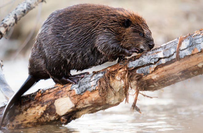 Beavers Played an Important Part in the Lives of Ancient Humans | Discover  Magazine