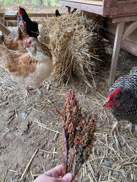 chickens next to a straw bale about to peck on sorghum grains