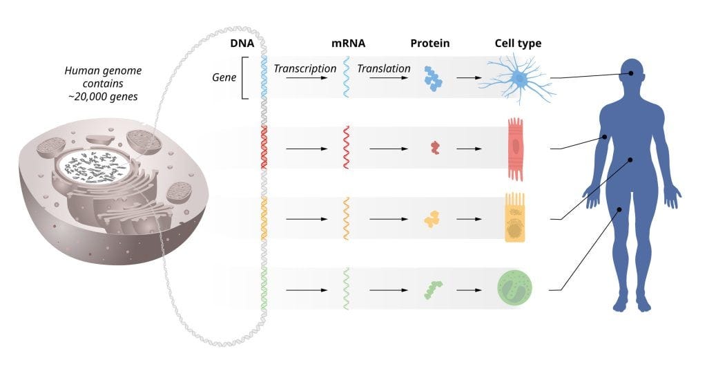 Illustration of the flow of genetic information from DNA to mRNA to proteins