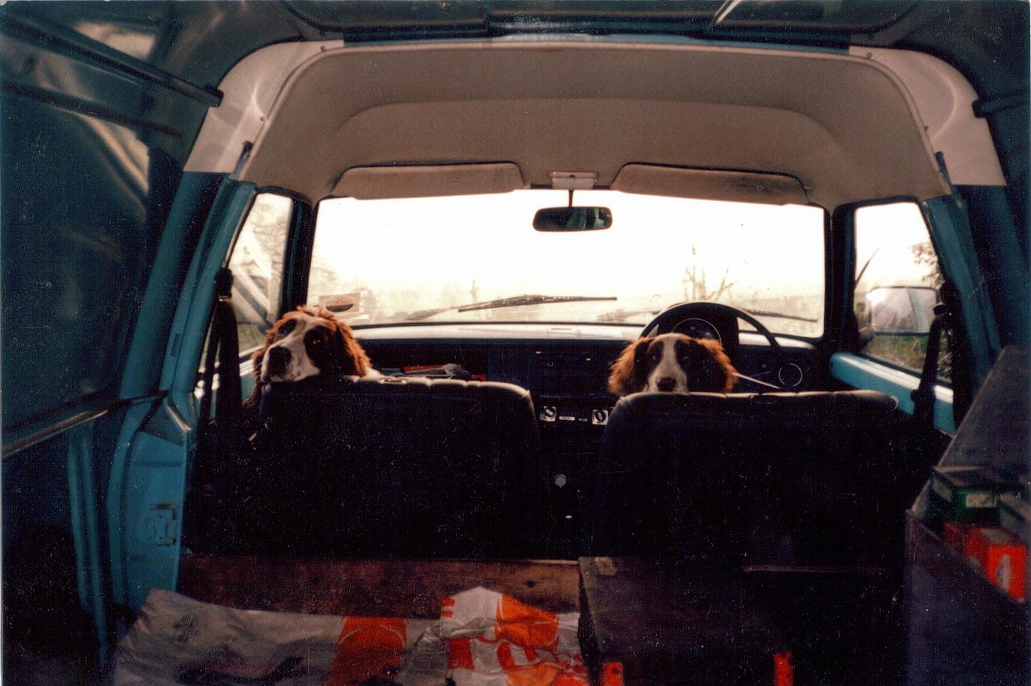 Two hounds looking over the seats of a van