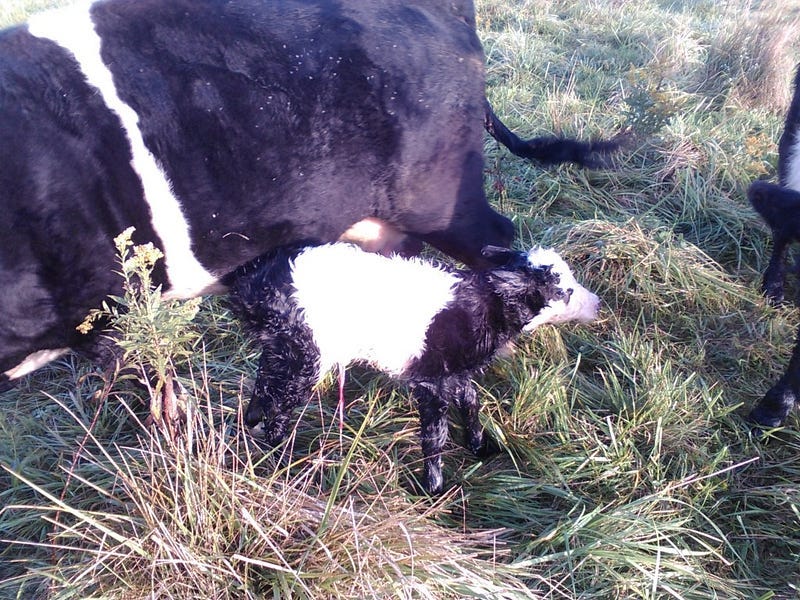 A fall bull calf and his Mother, Side-saddle