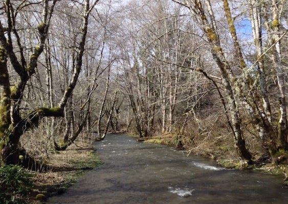 A river runs through thin, tall, trees