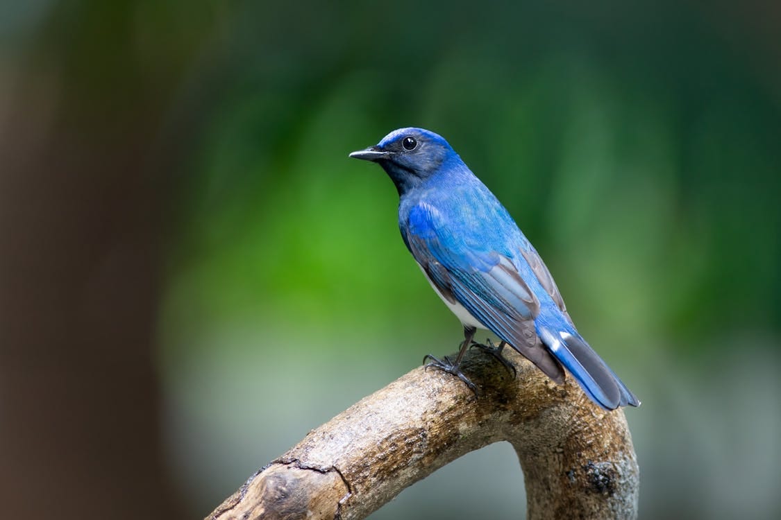 Free Close-up of a vibrant blue songbird resting on a branch in a lush forest setting. Stock Photo Free Close-up of a vibrant blue songbird resting on a branch in a lush forest setting. Stock Photo