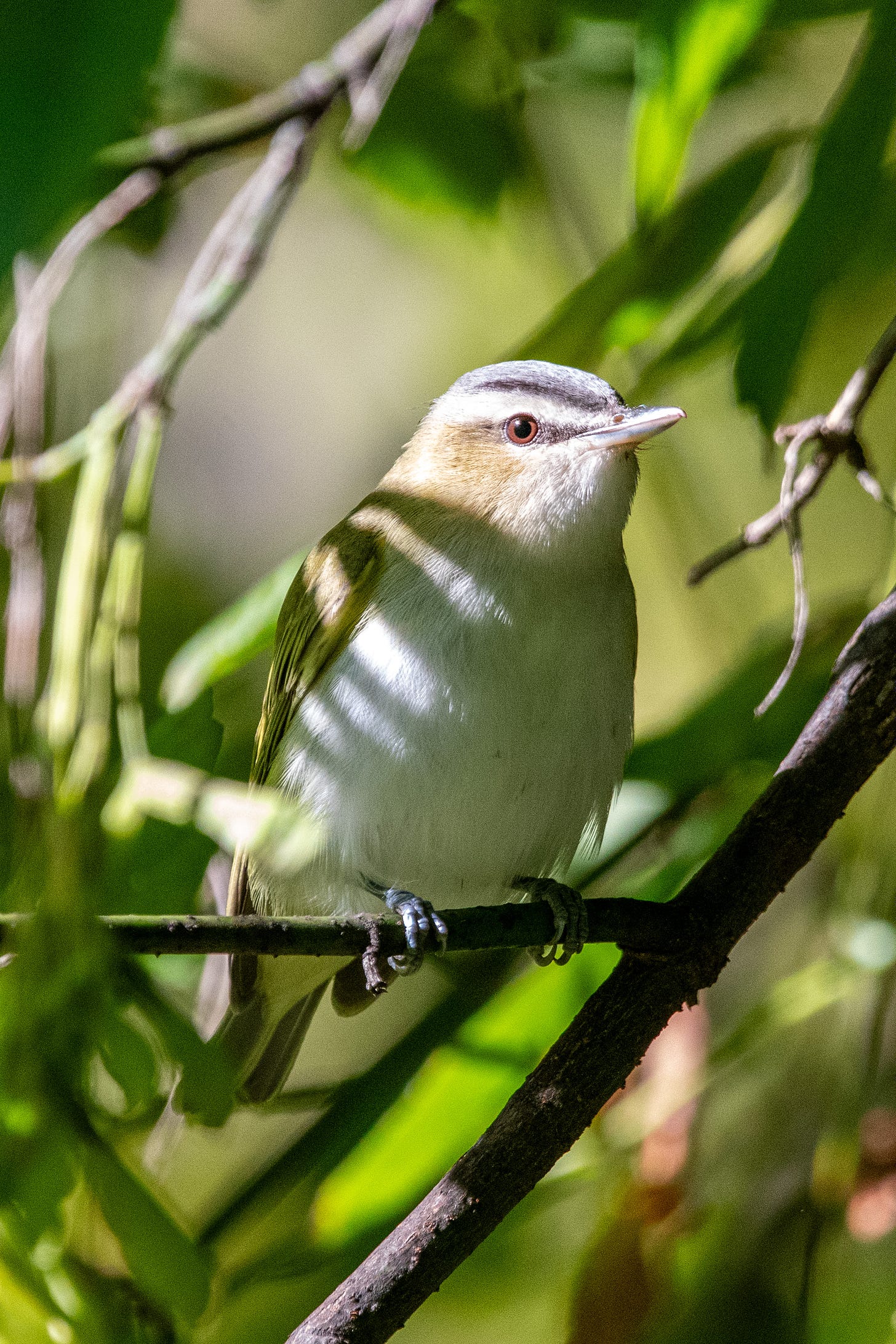 Standing as if at attention on its perch is a small bird with a greenish wing, a white breast, a gray cap, a dark eyeline, and a vividly orange-red eye