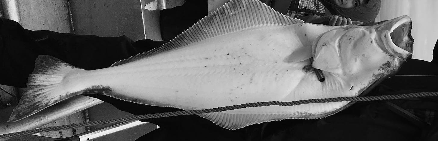 jessemcentee.com halibut