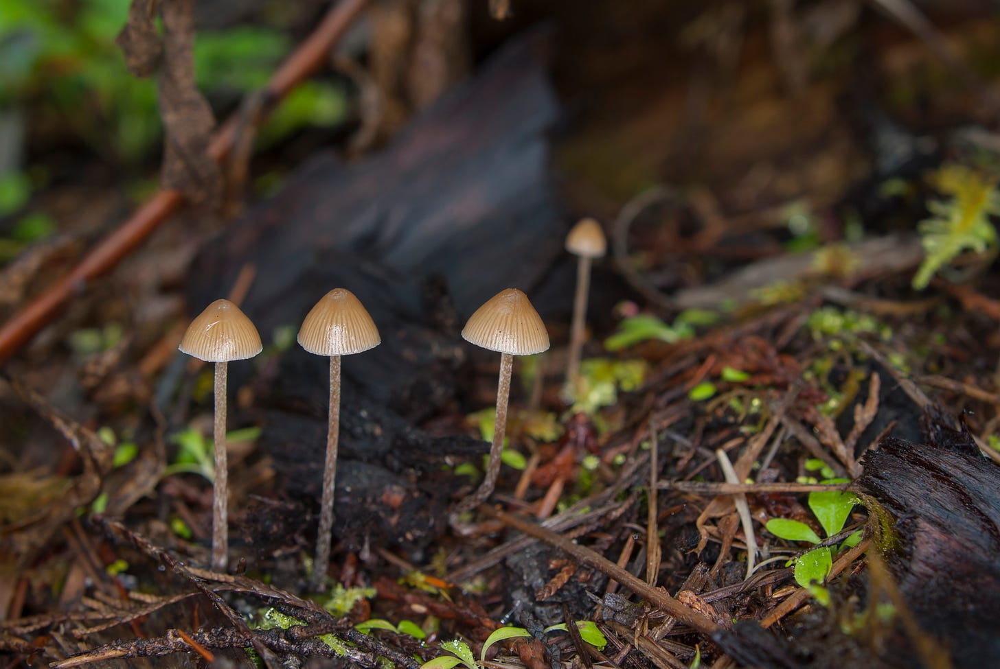 four small brown mushrooms with thin stems rice up out of brown mulch with green sprouts at the base of a tree