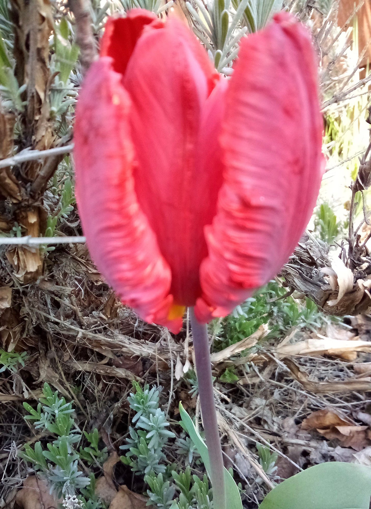 Bright pink tulip