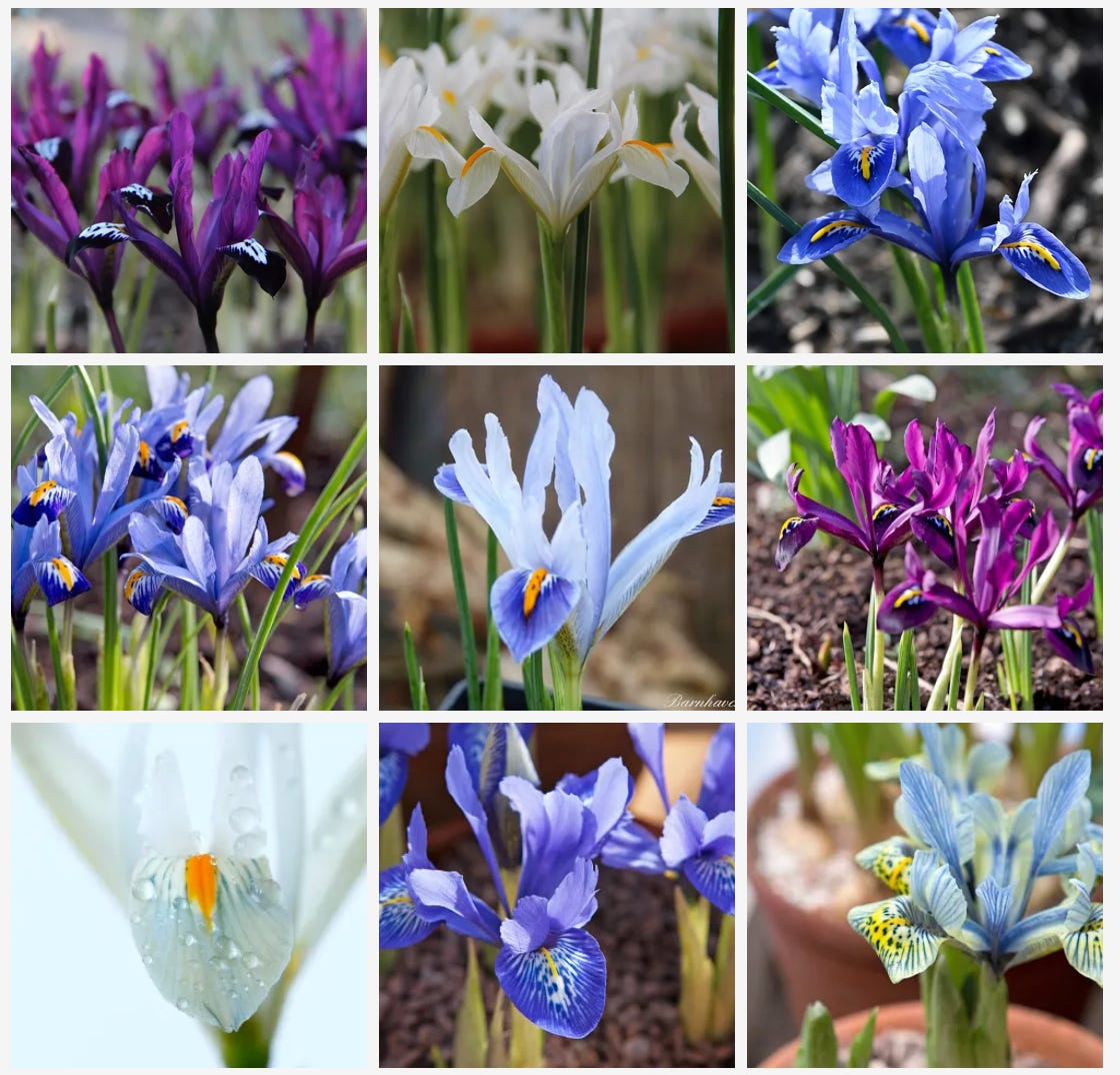 Nine pretty purple, white and blue flowers