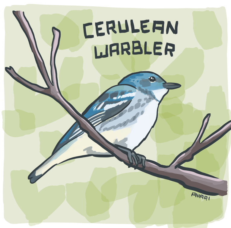 Digital illustration of a blue and white songbird perched on a branch. He has a blue back and head with white stripes on the wing. He has a thin black beak and white belly.