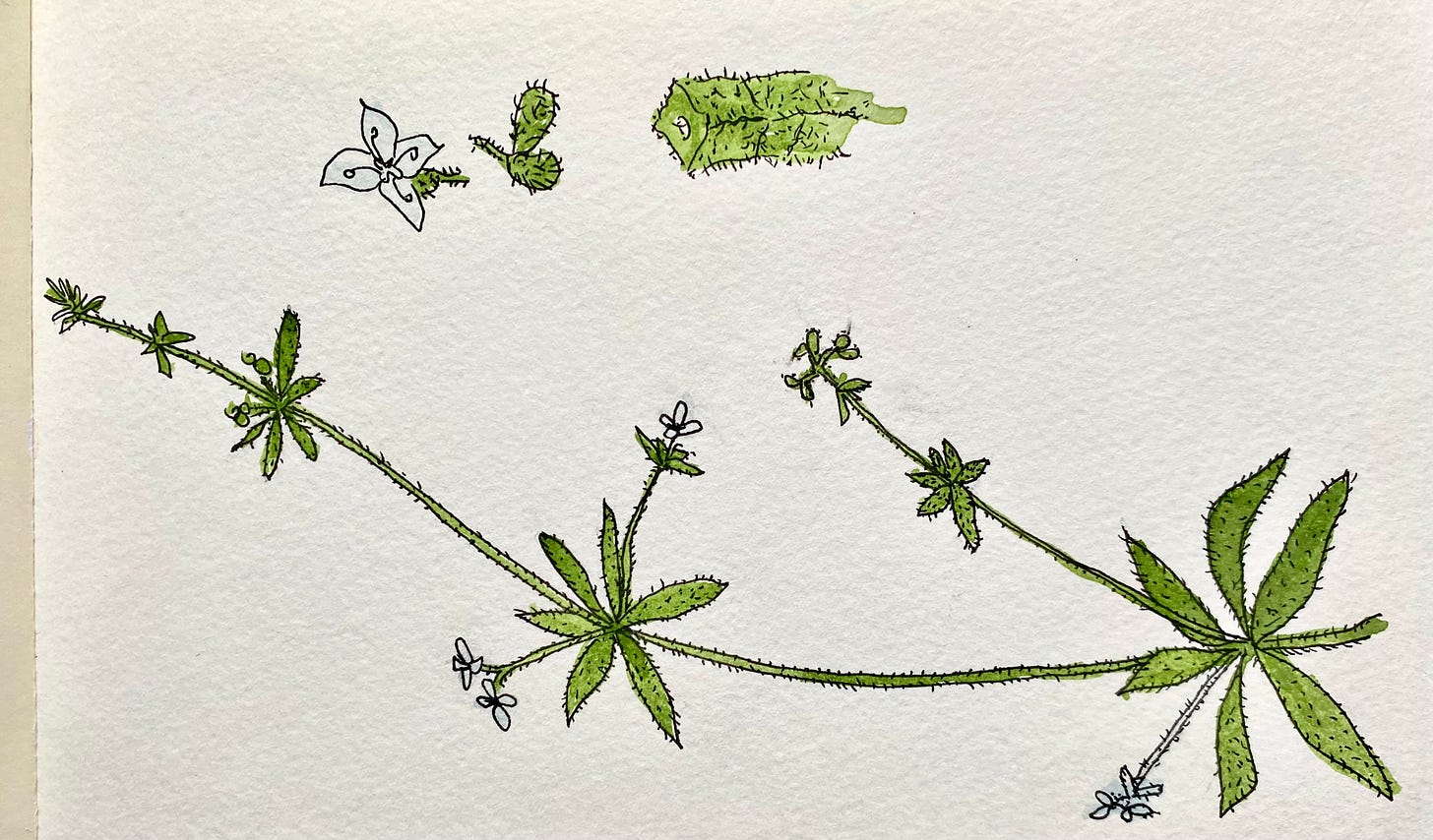 one of my botanical sketches from days gone by... 