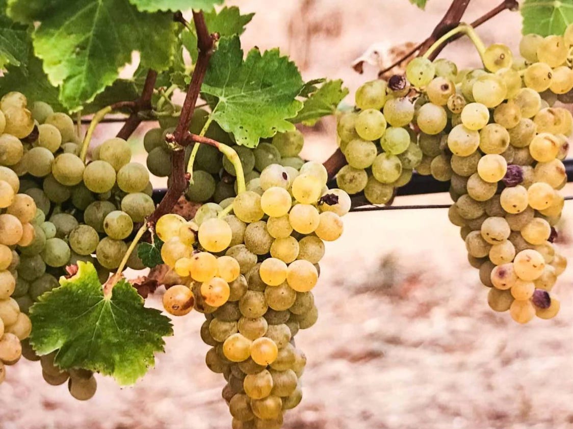 Vernaccia di Oristano grapes