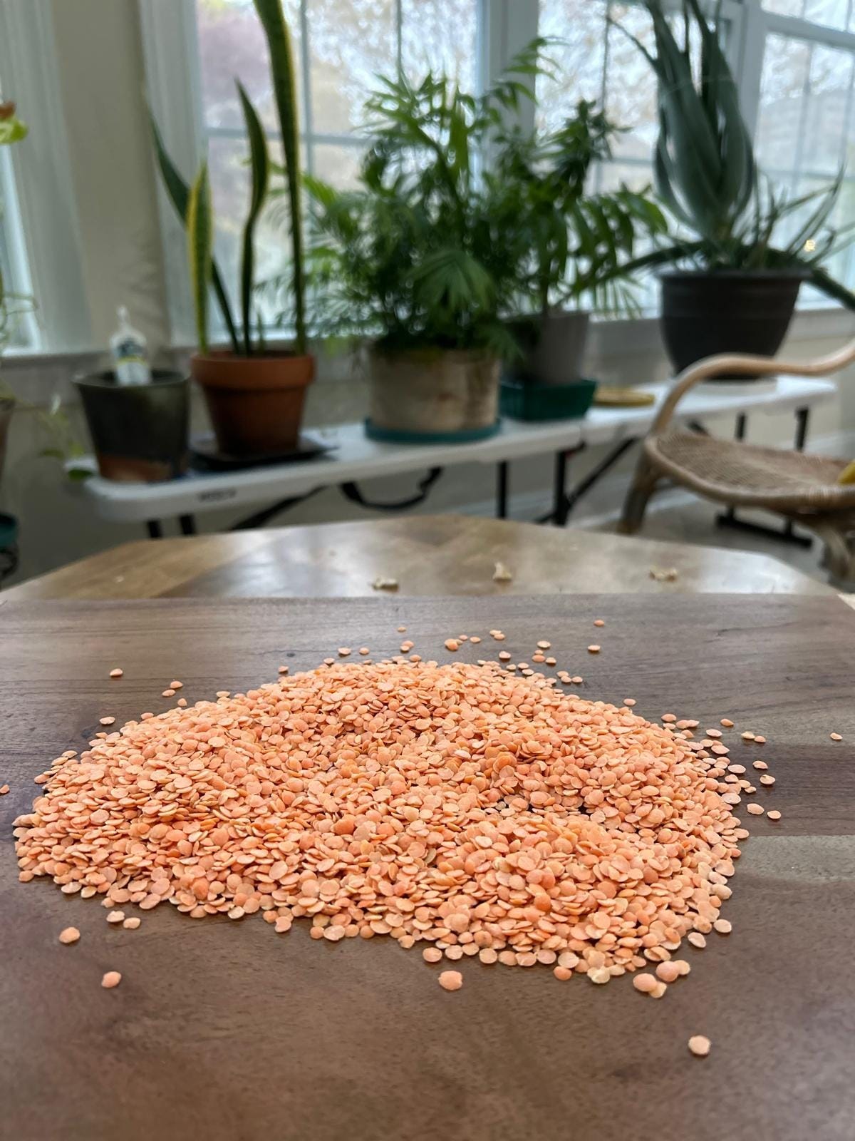 Red Lentils or Masur Dal