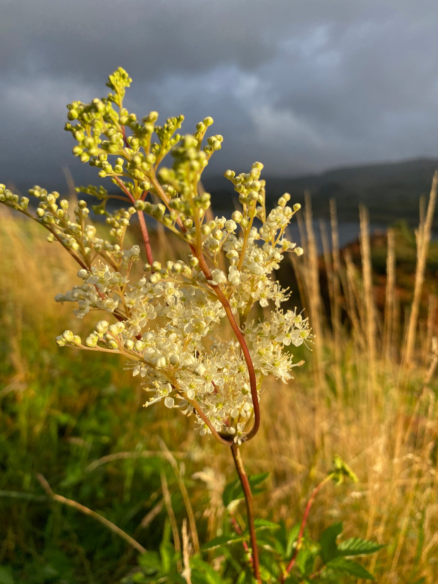 A bright meadowsweet plant shines white and light green where the evening light hits it, against a backdrop of dark clouds. 