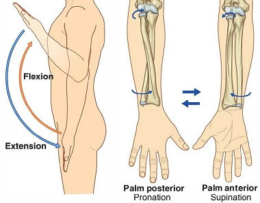 Elbow Range Of Motion: How To Measure & Improve Elbow Movement