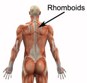 Rhomboids Exercises - Rhomboid Strengthening Exercises - PhysioAdvisor