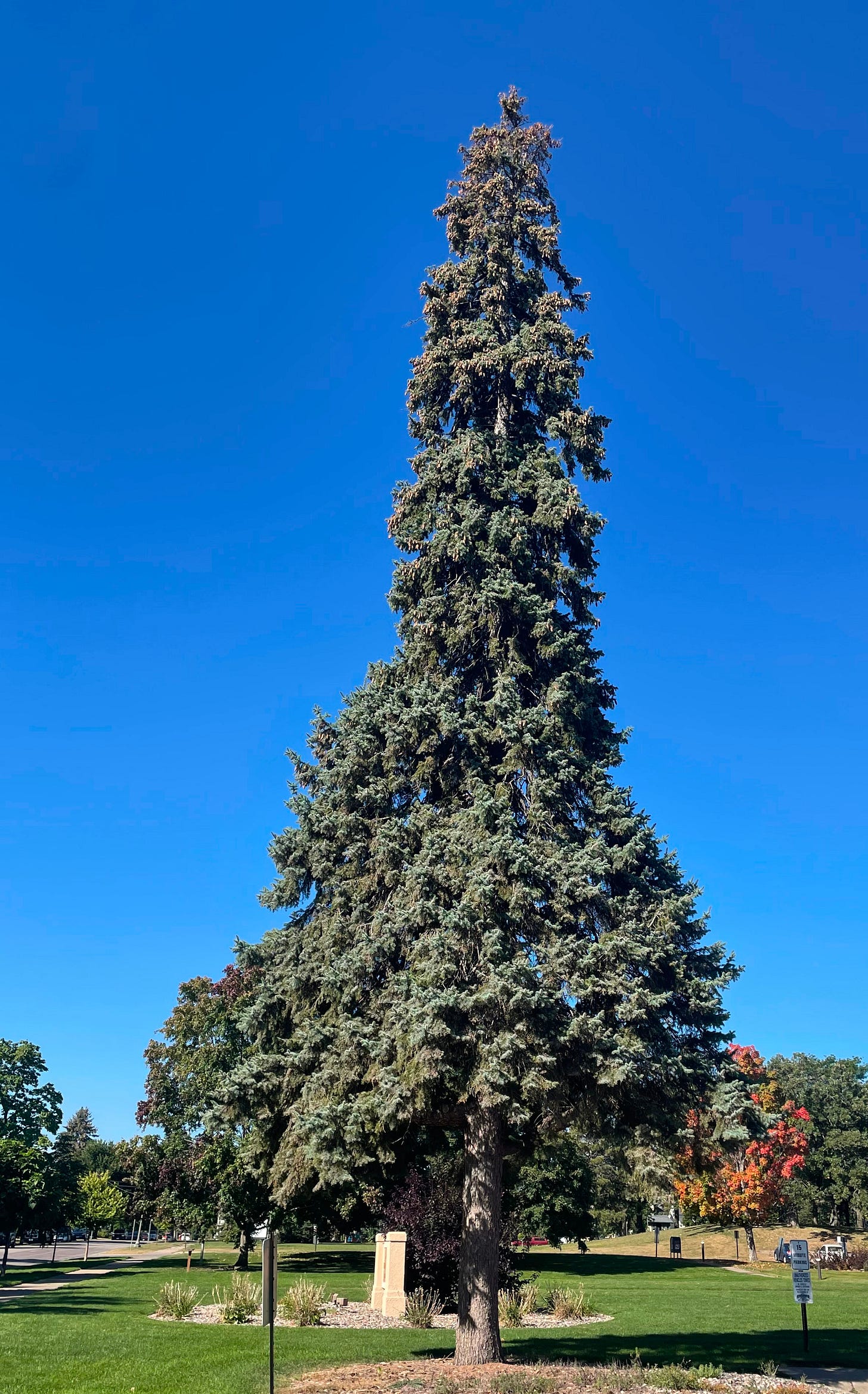 Tall thin pine tree against a clear blue sky; the tree's peak, packed with pinecones.