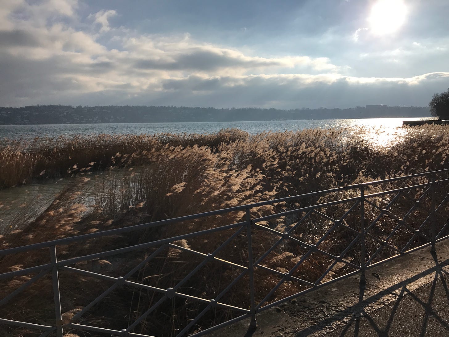 Wintry reeds blow in the wind in shining Lake Geneva on a cold, sunny day.