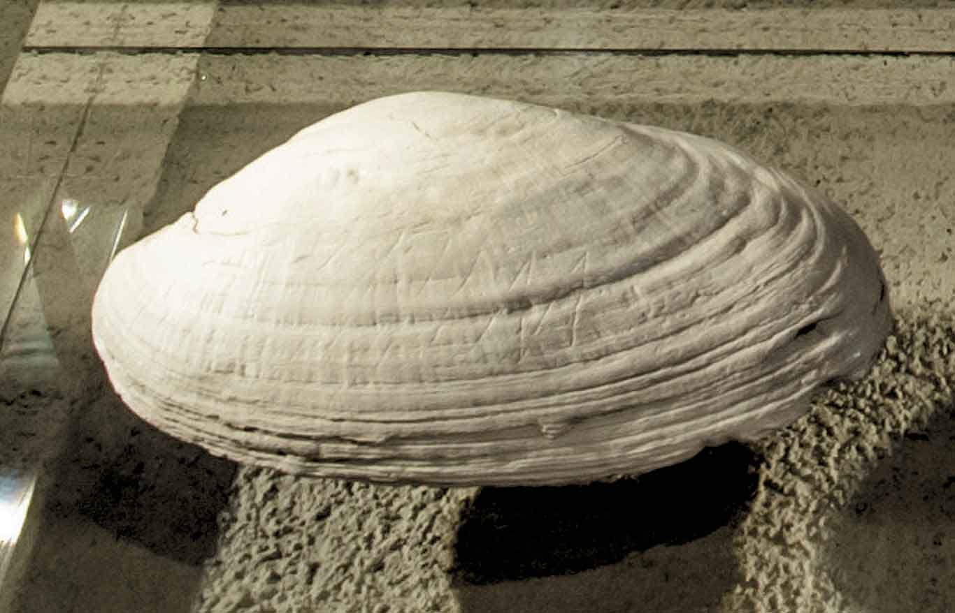 Clam shell with zigzag markings in a museum exhibit Clam shell with zigzag markings in a museum exhibit