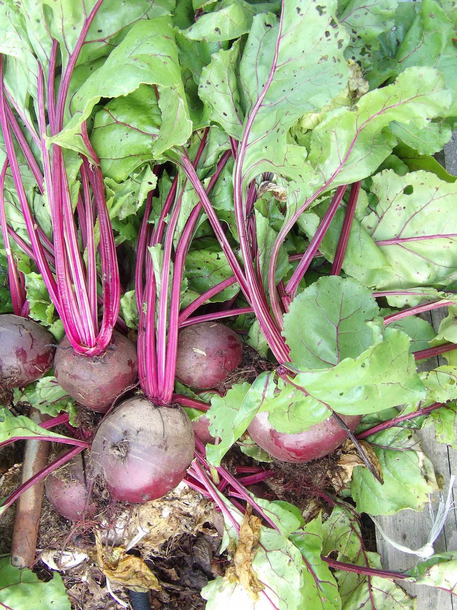 Beets Ready to Harvest