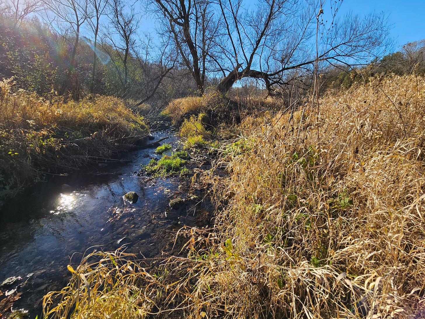 A shallow stream winds around banks covered in tall, dried grasses. Blue sky overhead frames a few bare trees in the background.