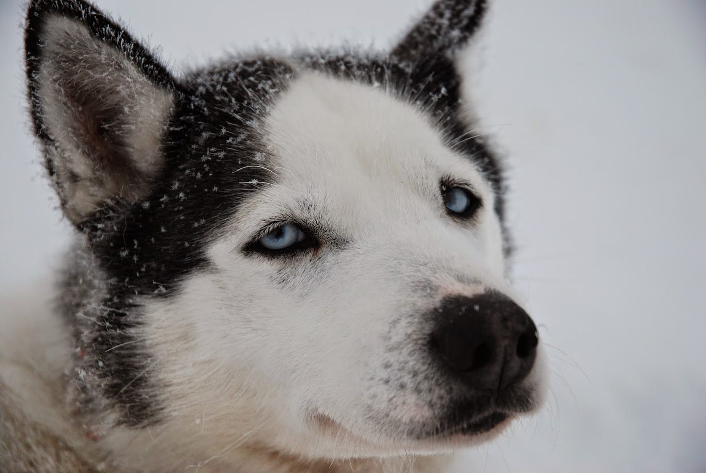 Amazing Siberian Husky: What Are husky Dogs Like?