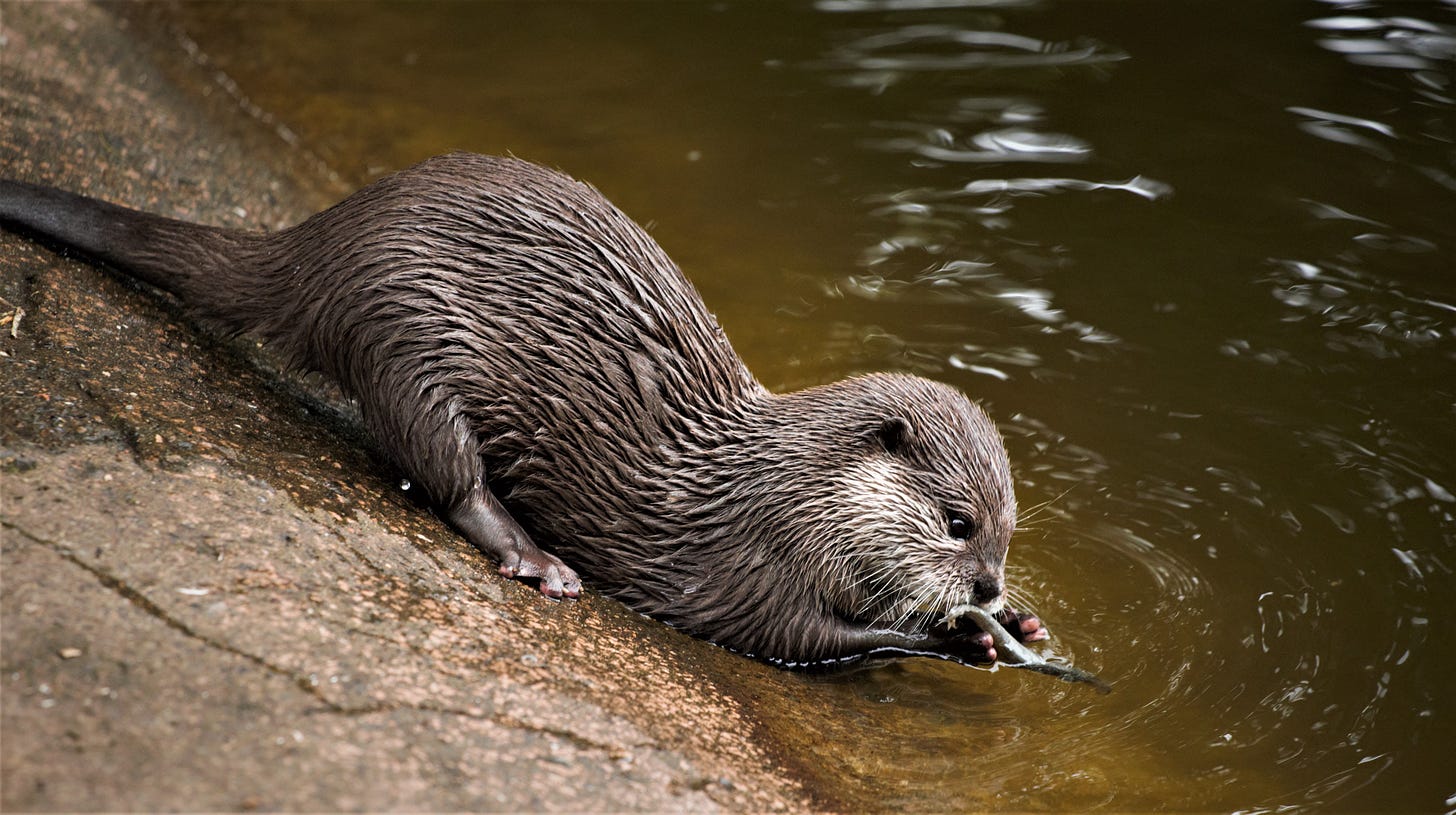 Otter drinks from a shell.