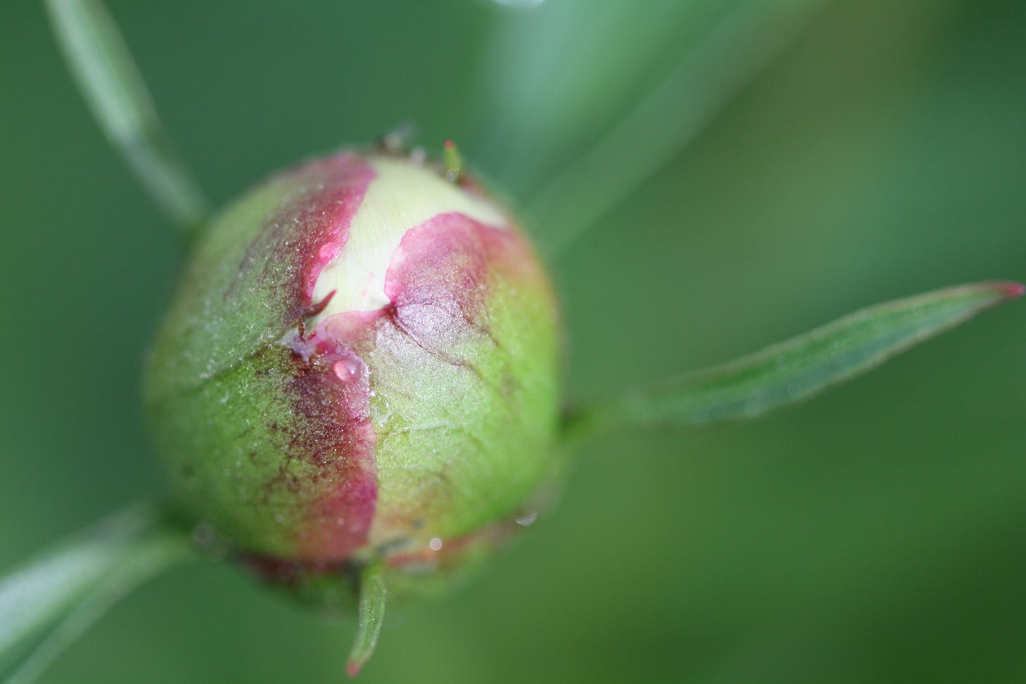 a peony bud, almost ready to open. green sepals wrapped around a pinkish-white sleeping flower.