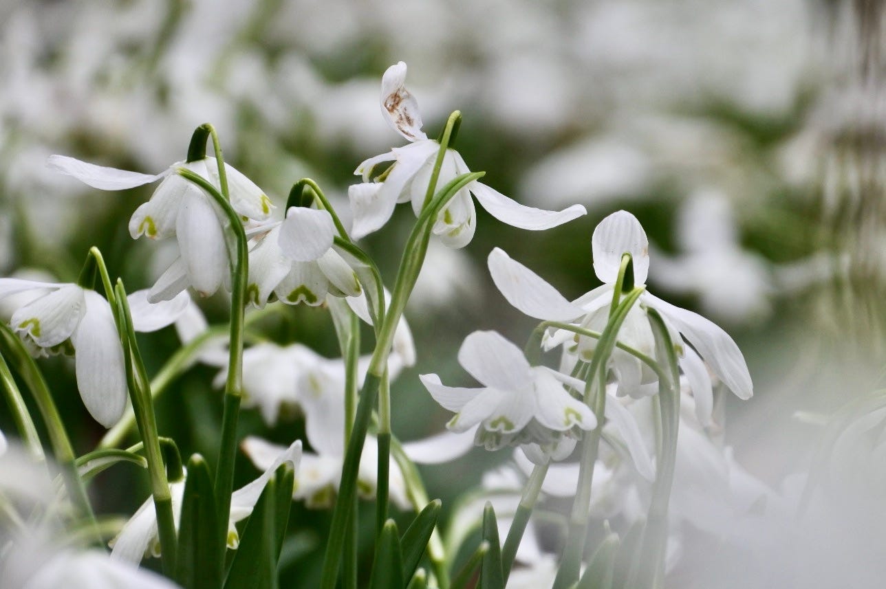 A close up of snowdrop flowers