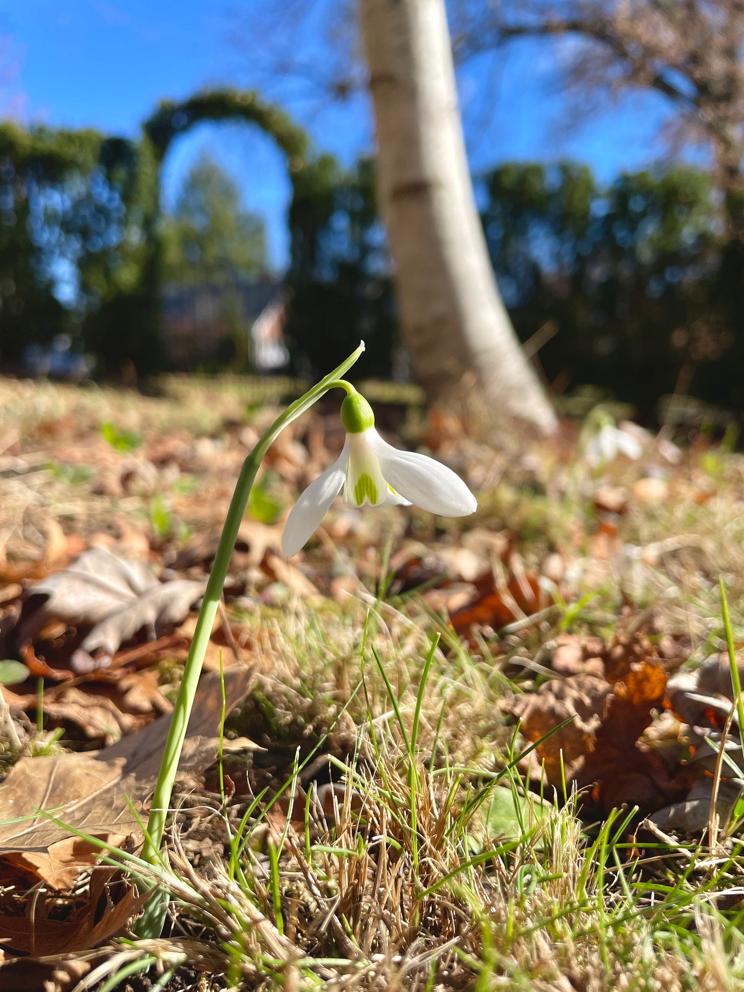 The yew arch in the Birch Walk behind our first autumn snowdrop.