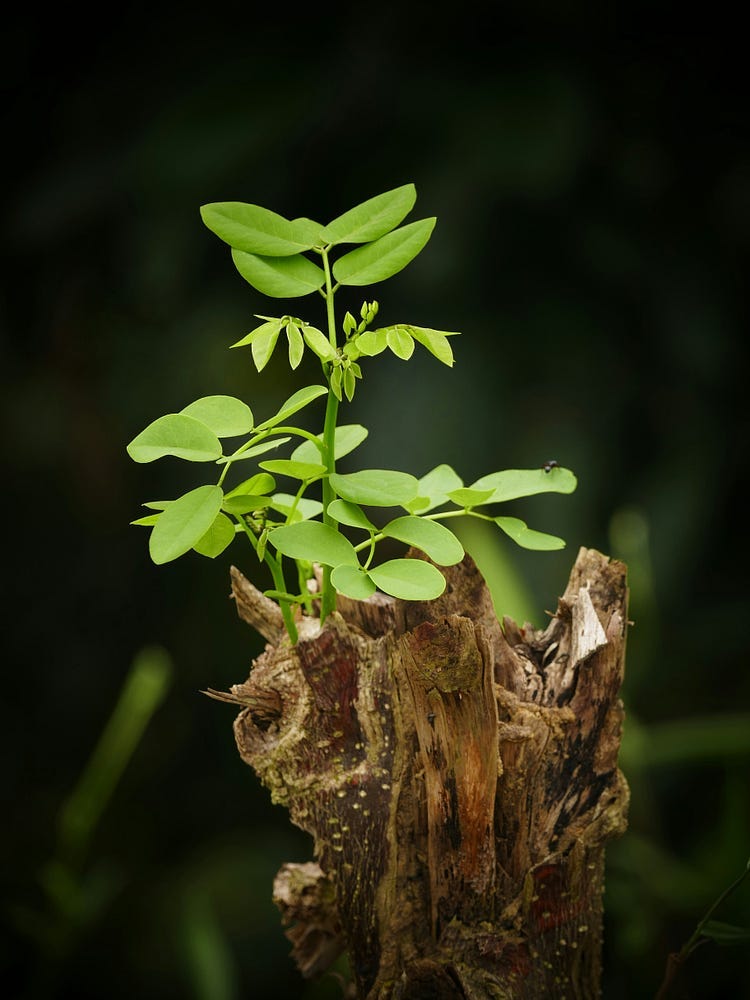 A seedling growing.