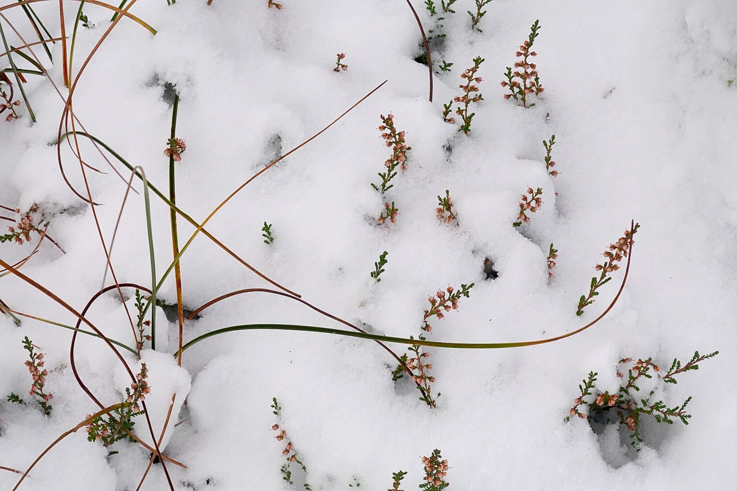 Leaves of cotton grass curl softly as if to embrace the flowers of ling heather that emerge above the snow