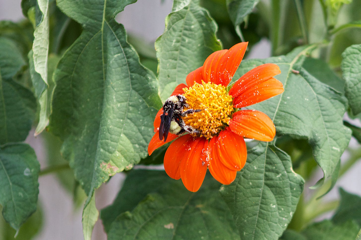 2024-08-09-Bee-Pollen-Tithonia2.jpg