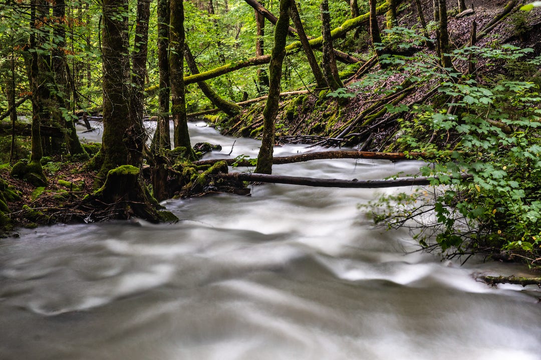 a stream runs through a forest