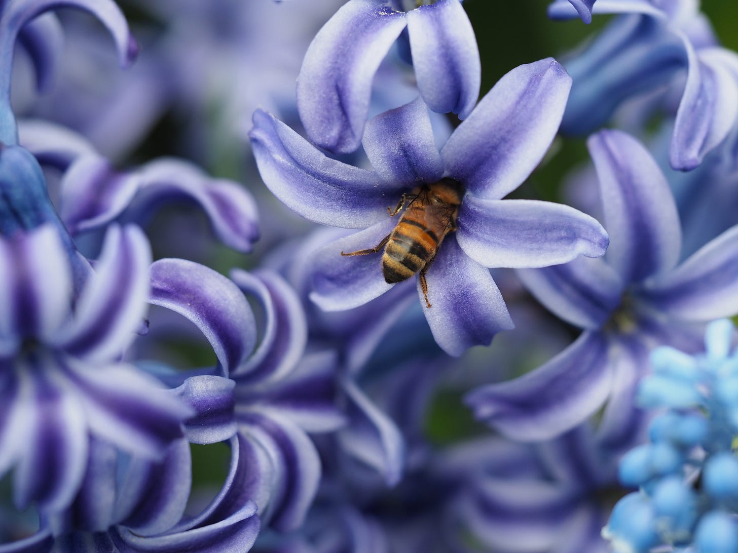 small bee burrows into the blossom of a purple hyacinth flower