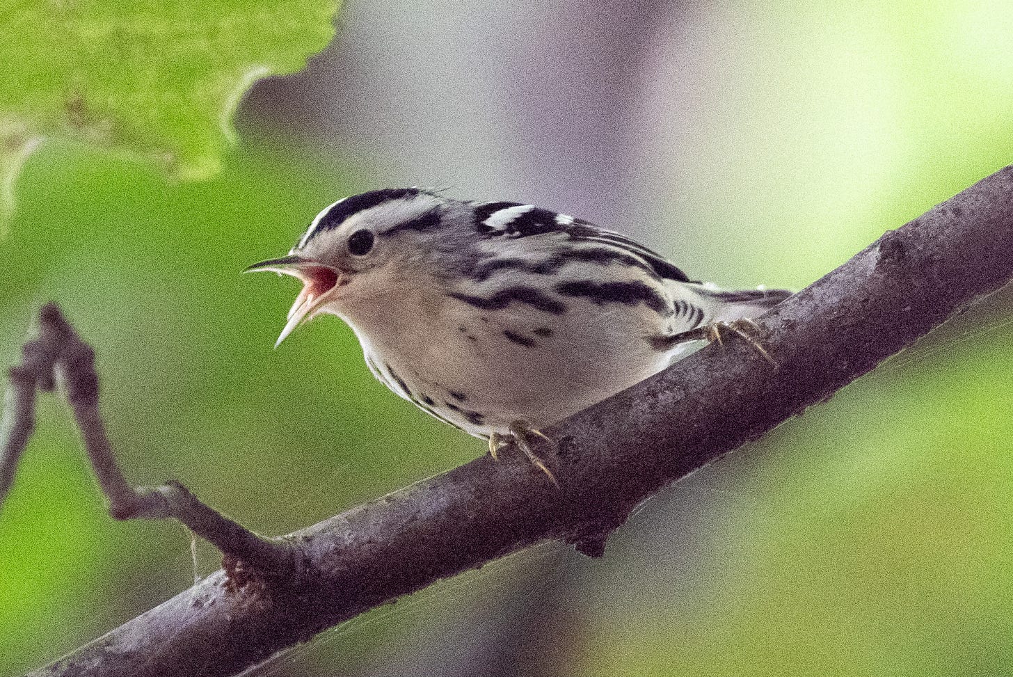 A small zebra-striped bird leans forward on a branch, its beak agape as it sings