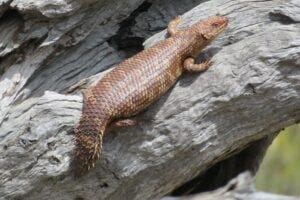 A western spiny-tailed skink.